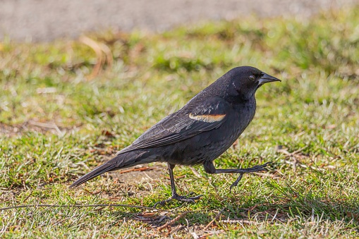 A blackbird exploring a grass field.