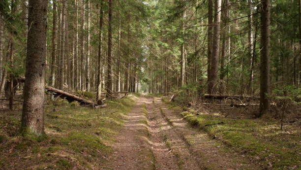 istock Forest road in a spruce forest in summer 2132083269