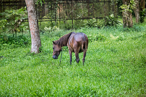 Funny donkey on Transfagarasan road in Romanian mountains