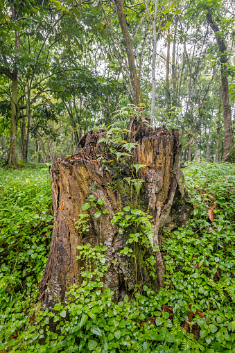 Tree stump in lush surroundings on a rainy day in a park in Medan which is the main city on Sumatra the large Indonesian island