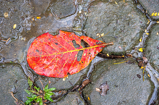 Red leaf from an Indian almond tree, Terminalia catappa laying on the ground on a rainy day in a park in Medan which is the main city on Sumatra the large Indonesian island