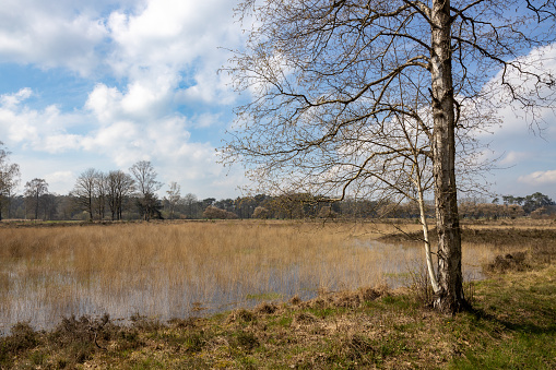 Dutch landscape in spring with a lonely birch tree in the foreground and a swampy nature reserve behind it