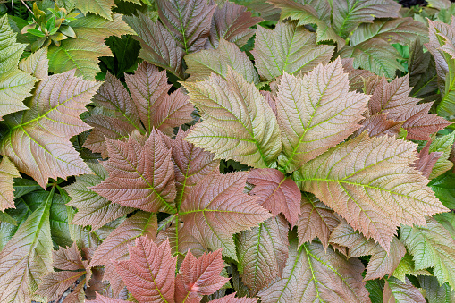 Close-up view of a cluster of fresh rodgersia leaves, showcasing vibrant green and bronze hues with intricate vein patterns for natural background