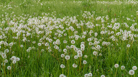 Beautiful nature. A field with green, lush grass, fluffy dandelions, flowers. Natural background