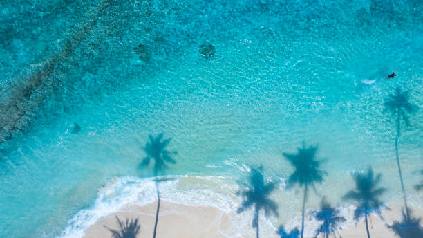 istock Summer palm tree  and Tropical beach with blue  of seashore background 2132119804