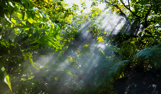 The Tropical jungle with river and sun beam and foggy in the garden
