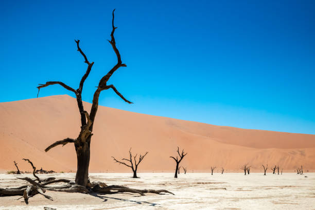 istock Scenic view of fossilized trees amongst sand dunes at Deadvlei, Namibia 2132125979
