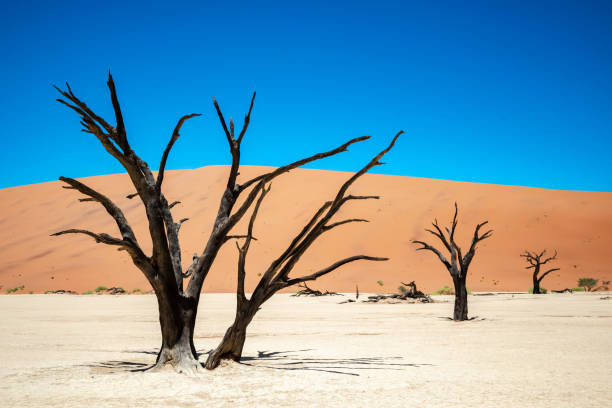 istock Scenic view of fossilized trees amongst sand dunes at Deadvlei, Namibia 2132126097