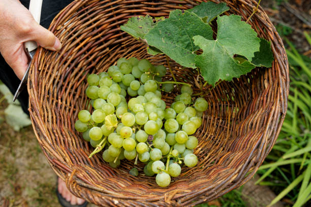 zbieranie winogron, zbliżenie zebranych winogron w wiklinowym koszu - marlborough region zdjęcia i obrazy z banku zdjęć