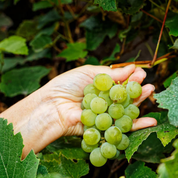 zbliżenie pracownika winnicy zbierającego winogrona z białego wina - marlborough region zdjęcia i obrazy z banku zdjęć