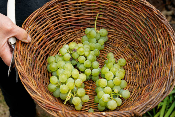 winobranie, zbliżenie zebranych winogron w wiklinowym koszu - marlborough region zdjęcia i obrazy z banku zdjęć