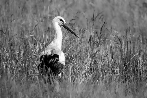 A grayscale shot of a white stork perched in tall grass by a field.