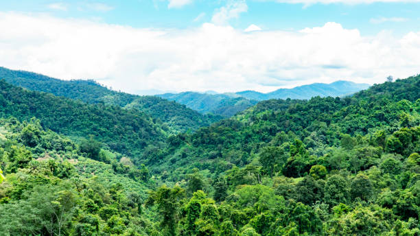 istock Tropical rain forest tree in Thailand with mountain and blue sky background. Beautiful Thai green jungle with valley with white clouds and blue sky 2132145492
