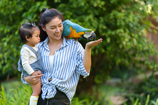 happy mother and her daughter feeding blue-and-yellow macaw (Ara ararauna) bird on hand