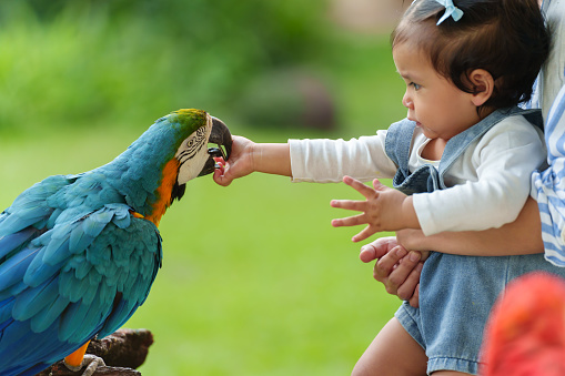 toddler girl feeding blue-and-yellow macaw (Ara ararauna) bird on hand
