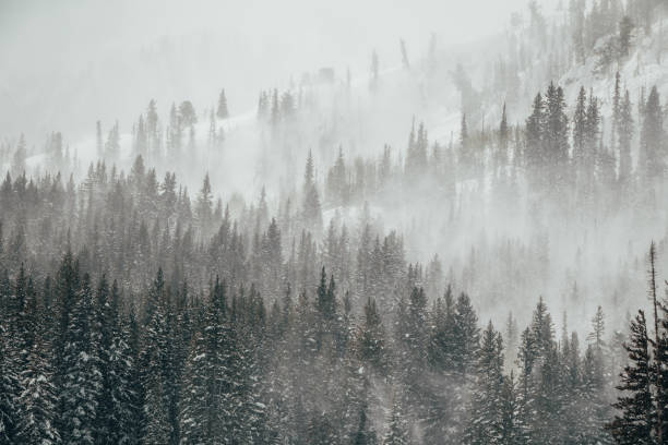 istock Fresh snow blowing off trees in the mountains around Brighton, Utah 2132153543