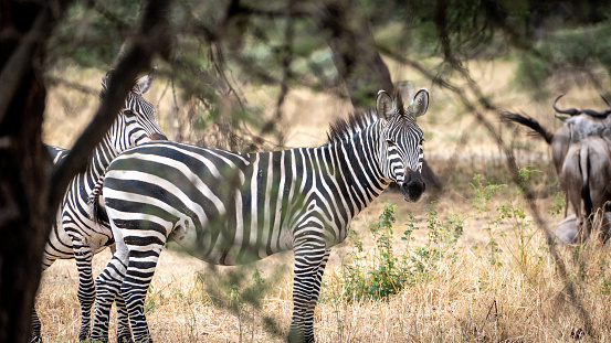 Zebras photographed through unsharp tree branches standing and looking around serengeti