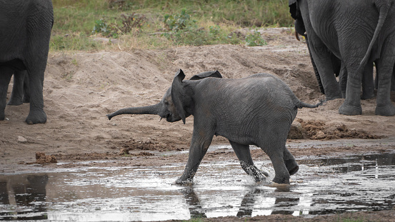 Young small elephant runs across a shallow water place with trunk stretched forward at Serengeti