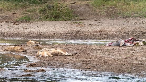 Group of lions resting and sleeping near carcas of dead animal after eating