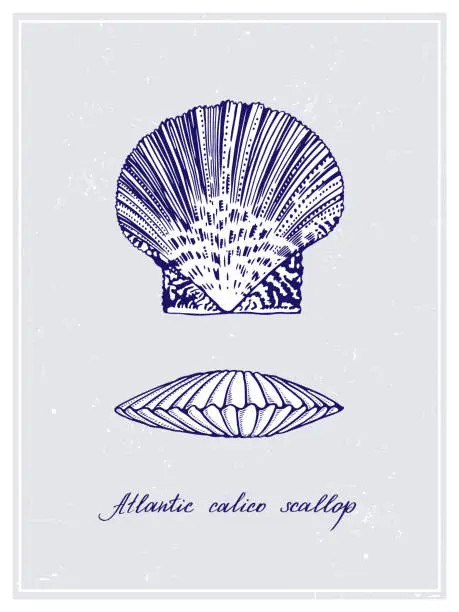 Vector illustration of Atlantic Sea Scallop. Seashell. Vintage style poster. Hand drawn graphic design collection. Vector illustration.
