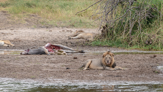 Adult male lion resting on dirt plane with water in foreground and antelope carcas and some bushes and green grass in backgroune
