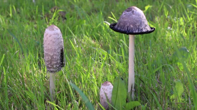 Group of mushrooms shaggy ink cap