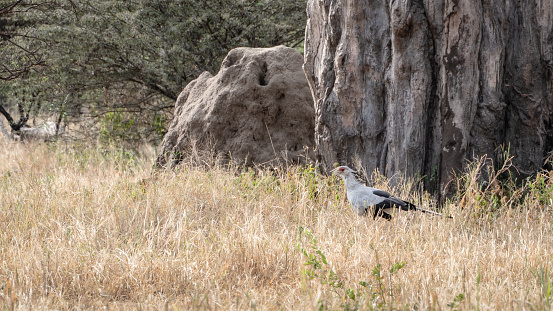 A secretary bird wanders through the brown grass with rocks and trees in the background