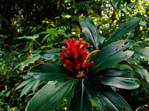 Cheilocostus speciosus, or ginger crêpe, is a species of flowering plant in the family Costaceae