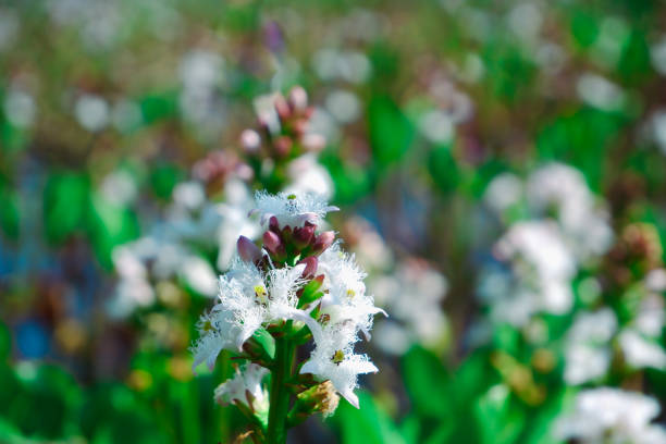 Common bogbean flowers (Menyanthes trifoliata) flowering near the pond in spring. View of Lake with Bogbean.