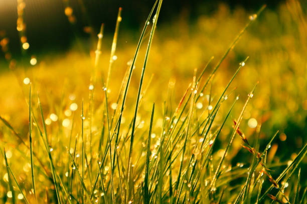 Low angle ground view on yellow, green grass with dew drops in sunlight on a autumn meadow. Bright, vibrant, multicoloroed scenery. Green blurred background from a grass
