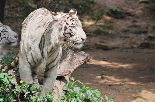 Bengal Tiger walking in Chhatbir Zoological Park situated close to Zirakpur, India