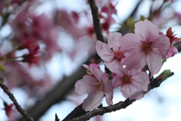 istock Cherry blossoms or sakura trees in Tokyo Japan 2132196581