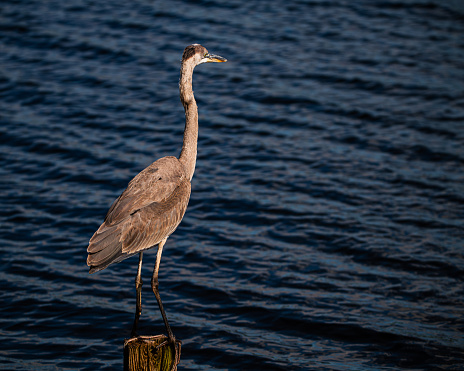 A majestic heron standing on a weathered wooden post against the backdrop of the water surface.