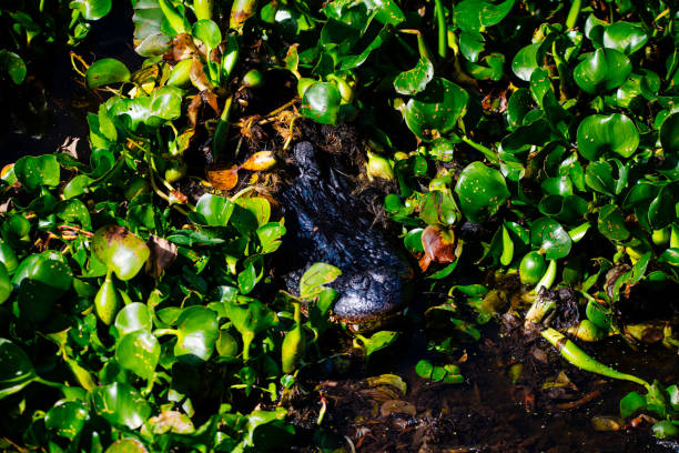 An alligator quietly hides in a lush Florida park.