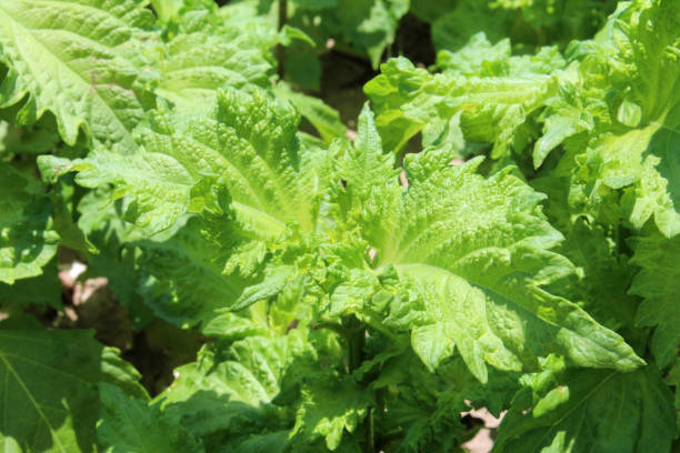 istock Shiso leaves growing in my vegetable garden. 2132209949