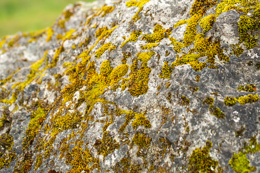 lush moss patterns adorn the stone, telling a tale of resilience and the passage of time