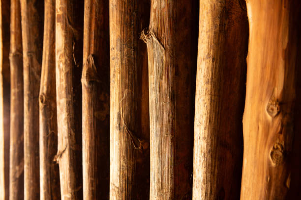 parallel wooden logs offer a symphony of lines and textures, illuminated by a soft, warm light
