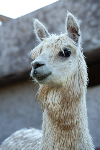 an alpaca's calm demeanor is captured in a gentle portrait, highlighting its fluffy wool and peaceful nature