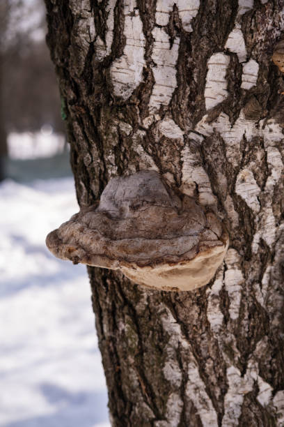 istock Chaga mushroom on a birch tree in a city park 2132247061