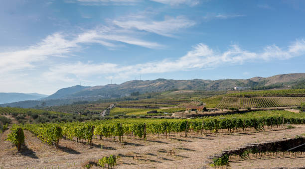 istock Land planted with vines for the wine harvest 2132250225
