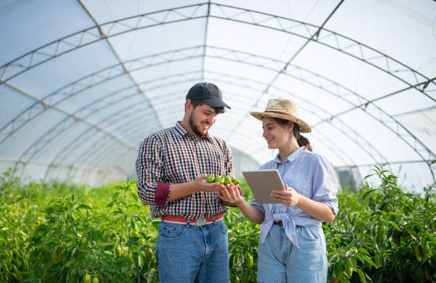 istock Farmers analyzing growth of their plantation. 2132252326