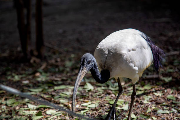istock Sacred Ibis (Threskiornis aethiopicus) in the forest close-up 2132260839