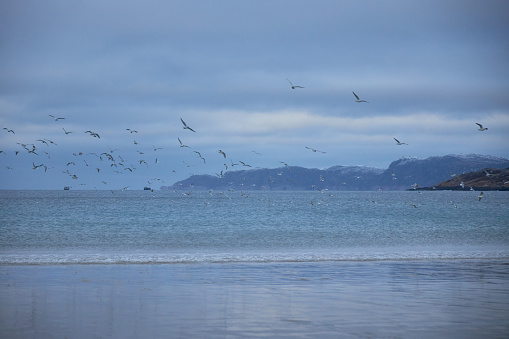 Seagulls in flight above a calm sea against a dusky sky