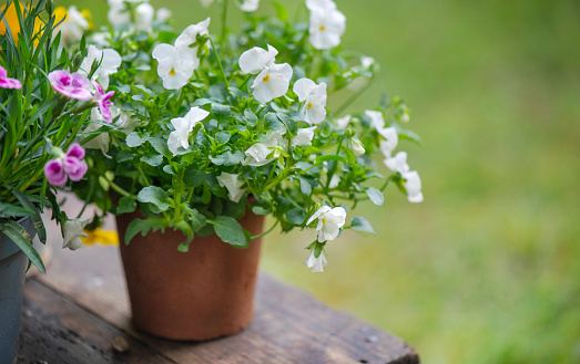 closeup up on beautiful and delicat white flowers of  viola in a flowerpot on a wooden plank  and blooming  in a garden