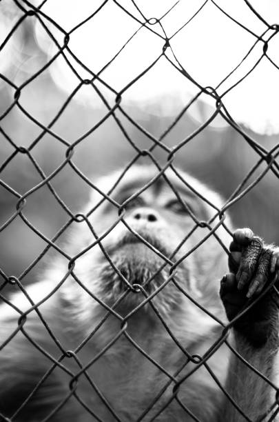 Two layers of chain link fence with relicts of vine plants. The photograph is taken in a district with small industries in Queens , New York