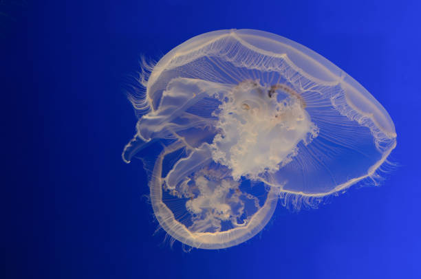 istock Large white Jelly fish floating together 2132272464