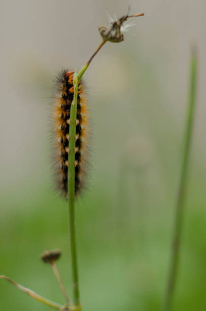 istock Small caterpillar crawling up flower garden 2132272465