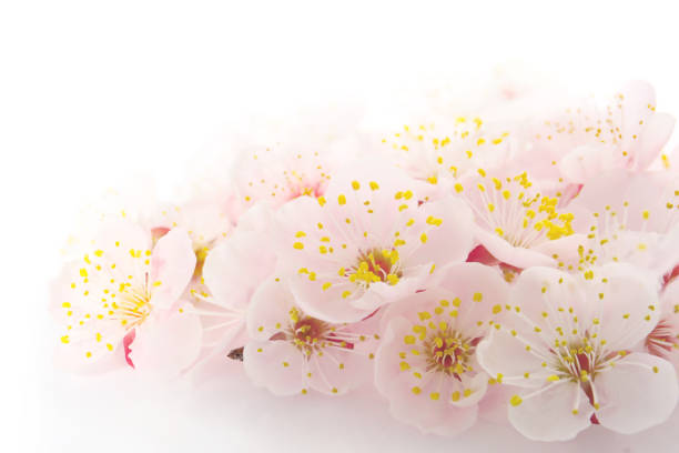 light pink color apricot flowers, floral background