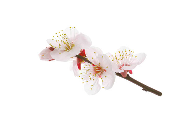 istock light pink color apricot flowers 2132281753