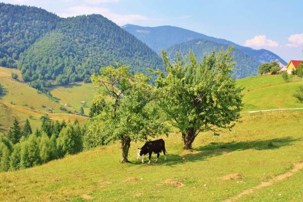 istock Free Range Cattle in Romania 2132290095